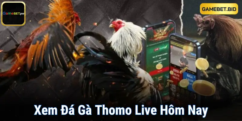 Xem Đá Gà Thomo Live Hôm Nay