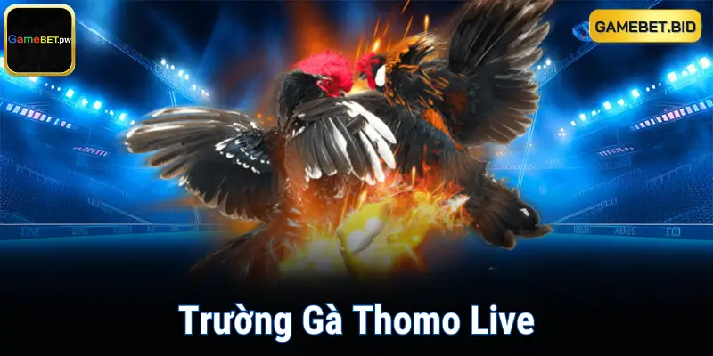 Trực Tiếp Trường Gà Thomo